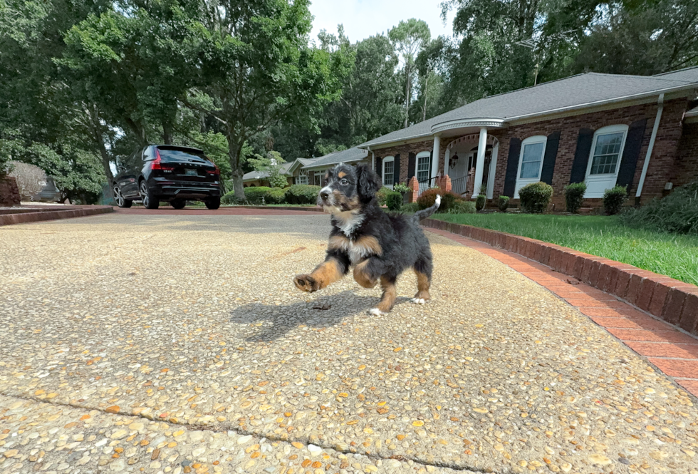 Cute Mini Bernedoodle Baby