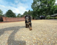 9 week old Mini Bernedoodle Puppy For Sale - Simply Southern Pups