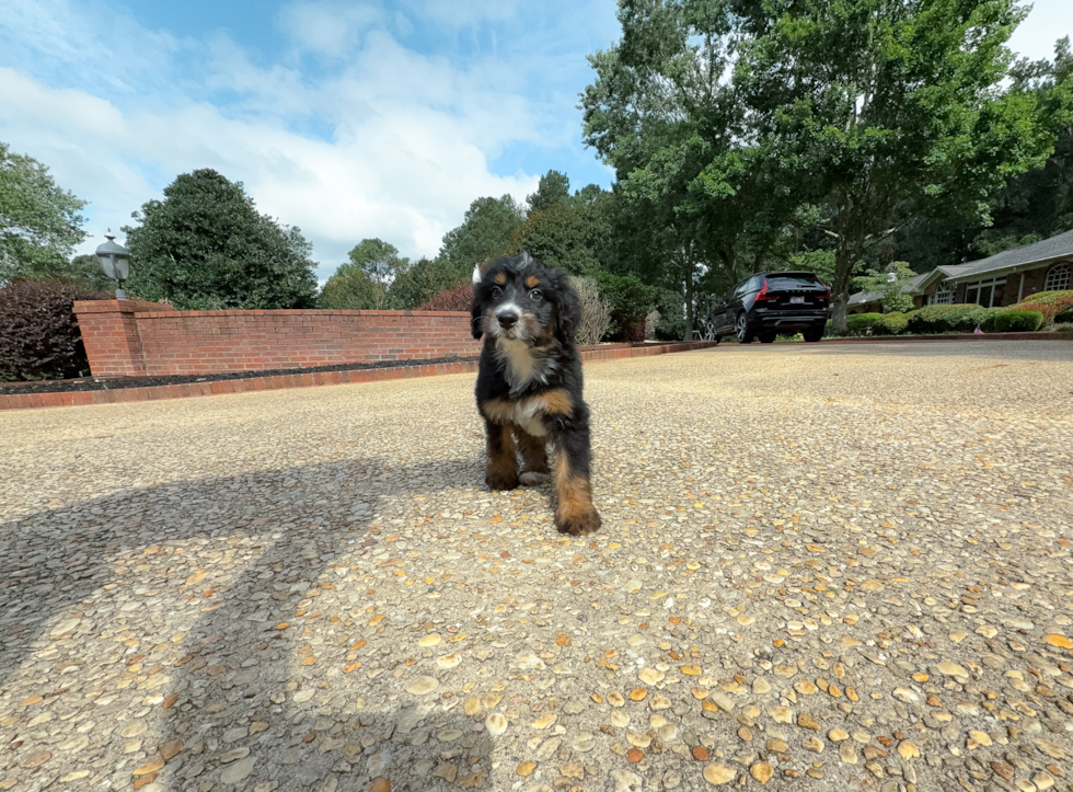Cute Mini Bernedoodle Baby