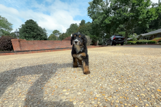 Cute Mini Bernedoodle Baby