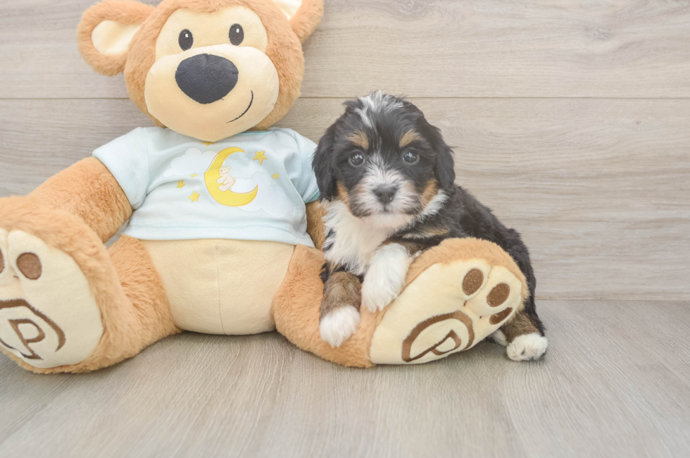 6 week old Mini Bernedoodle Puppy For Sale - Simply Southern Pups