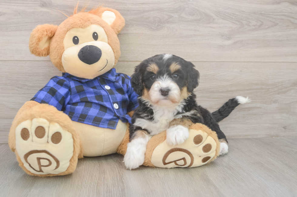 5 week old Mini Bernedoodle Puppy For Sale - Simply Southern Pups