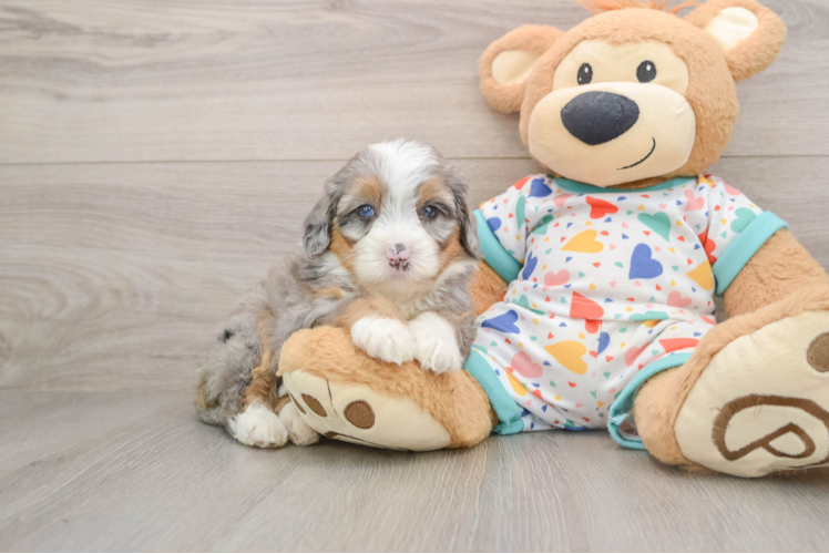 Hypoallergenic Mini Bernadoodle Poodle Mix Puppy