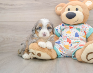6 week old Mini Bernedoodle Puppy For Sale - Simply Southern Pups