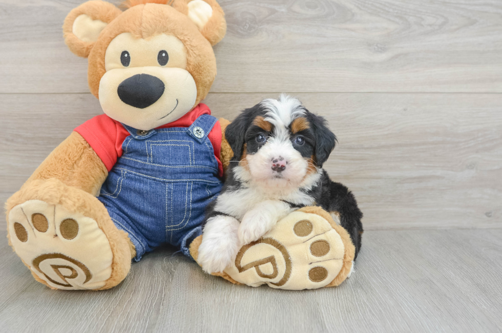 5 week old Mini Bernedoodle Puppy For Sale - Simply Southern Pups