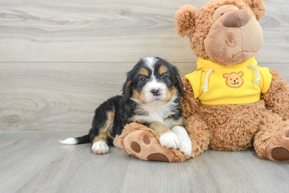 Mini Bernedoodle Pup Being Cute