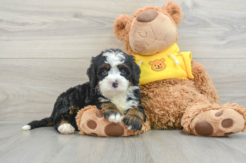 5 week old Mini Bernedoodle Puppy For Sale - Simply Southern Pups