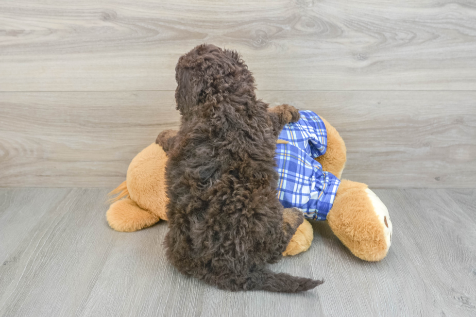 Best Mini Bernedoodle Baby