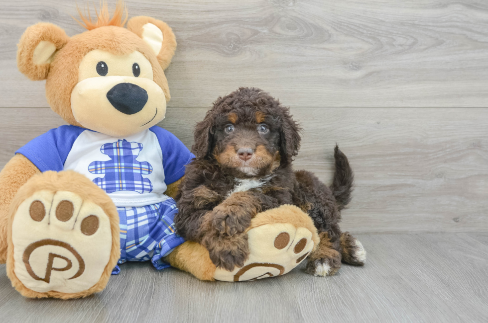 6 week old Mini Bernedoodle Puppy For Sale - Simply Southern Pups