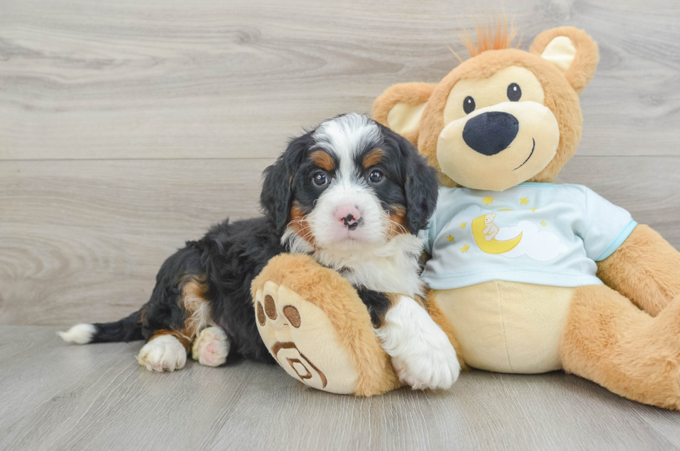 6 week old Mini Bernedoodle Puppy For Sale - Simply Southern Pups