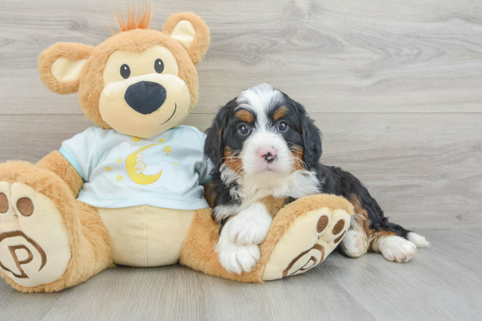 Smart Mini Bernedoodle Poodle Mix Pup