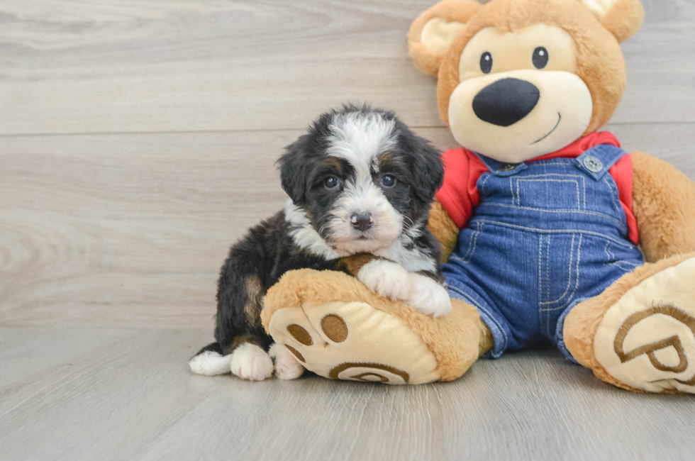 5 week old Mini Bernedoodle Puppy For Sale - Simply Southern Pups