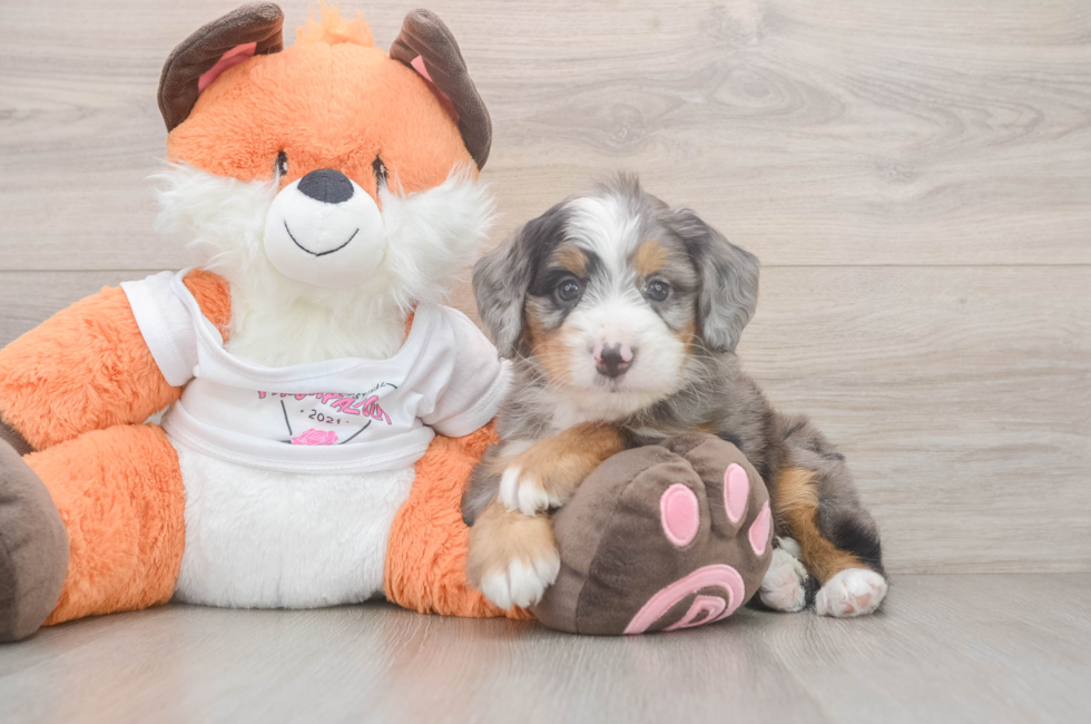 6 week old Mini Bernedoodle Puppy For Sale - Simply Southern Pups