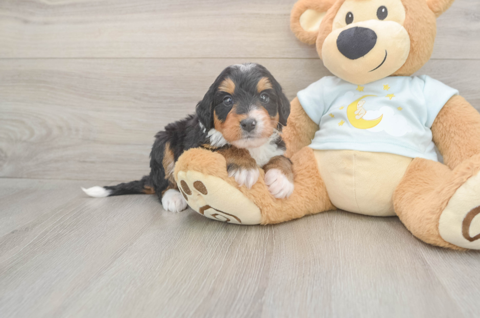 5 week old Mini Bernedoodle Puppy For Sale - Simply Southern Pups