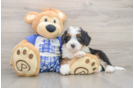 Mini Bernedoodle Pup Being Cute