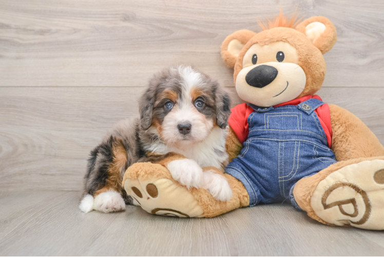 Cute Mini Bernedoodle Baby