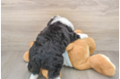 Best Mini Bernedoodle Baby