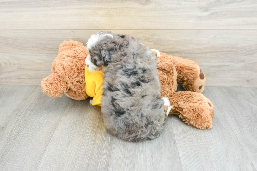 Happy Mini Bernedoodle Baby