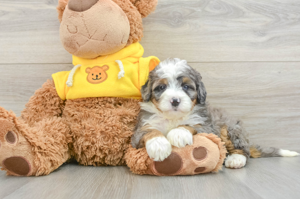 5 week old Mini Bernedoodle Puppy For Sale - Simply Southern Pups