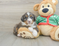 6 week old Mini Bernedoodle Puppy For Sale - Simply Southern Pups