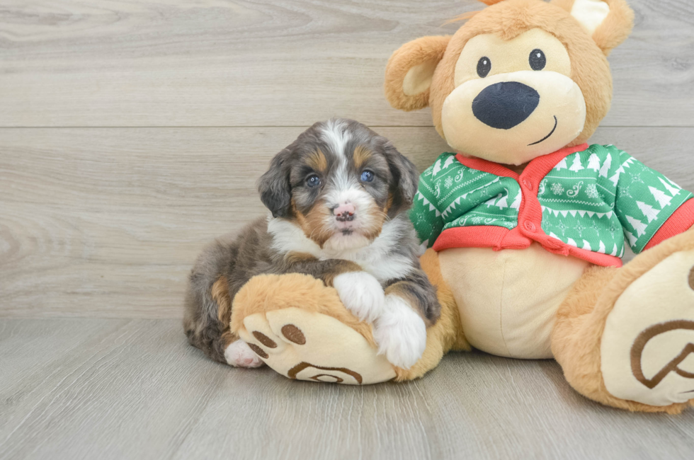 5 week old Mini Bernedoodle Puppy For Sale - Simply Southern Pups