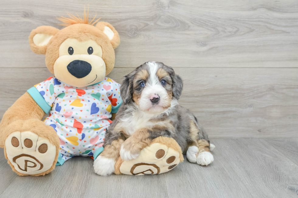 6 week old Mini Bernedoodle Puppy For Sale - Simply Southern Pups