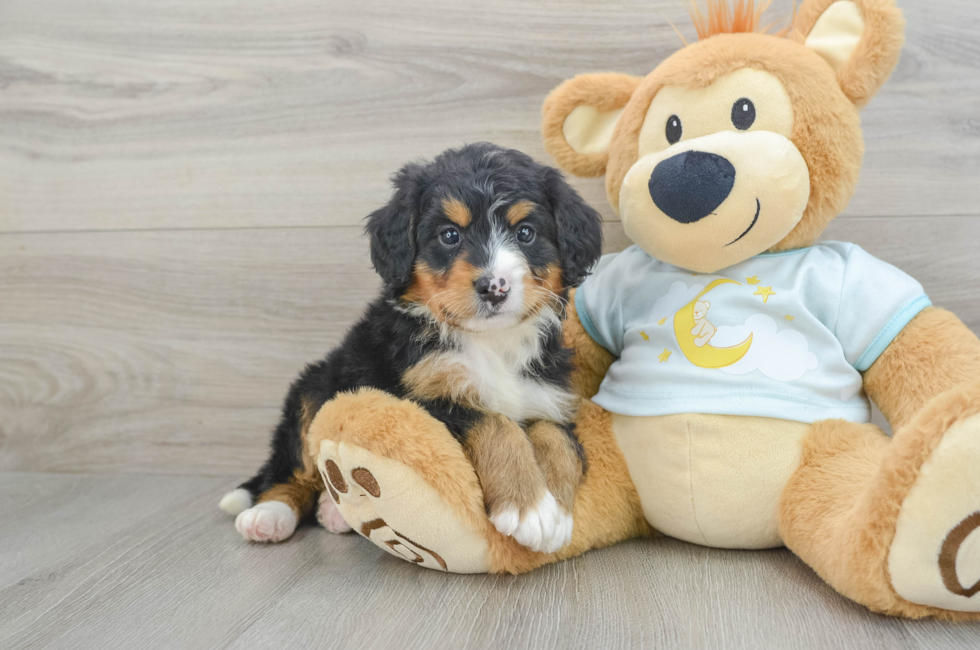 6 week old Mini Bernedoodle Puppy For Sale - Simply Southern Pups