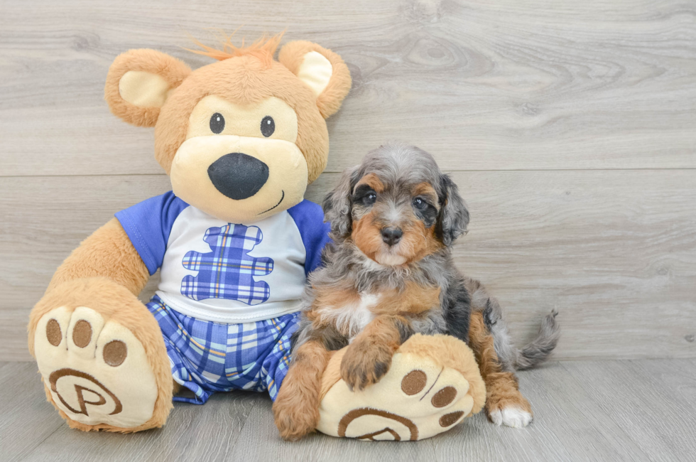 5 week old Mini Bernedoodle Puppy For Sale - Simply Southern Pups