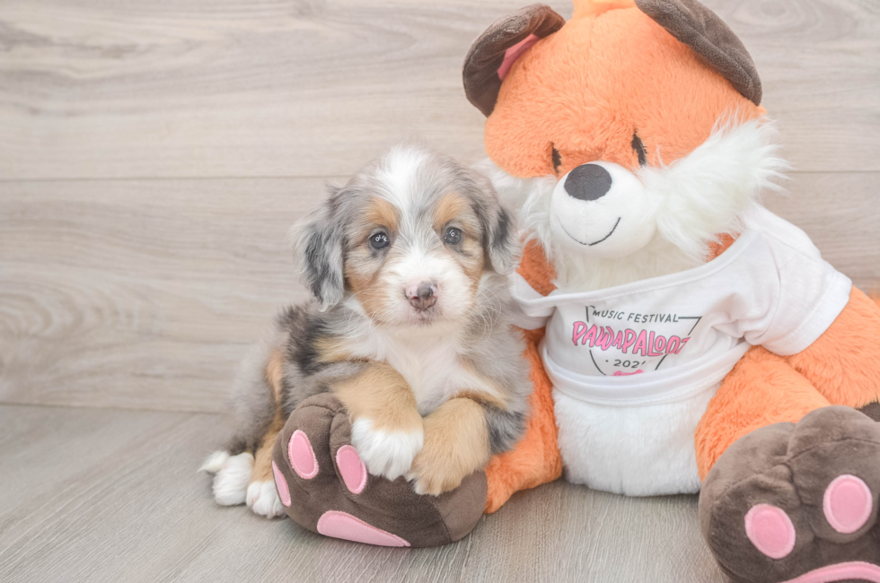 6 week old Mini Bernedoodle Puppy For Sale - Simply Southern Pups