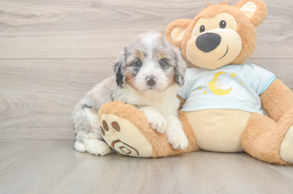 6 week old Mini Bernedoodle Puppy For Sale - Simply Southern Pups