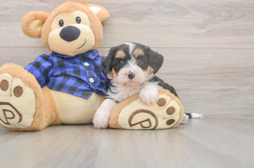 5 week old Mini Bernedoodle Puppy For Sale - Simply Southern Pups