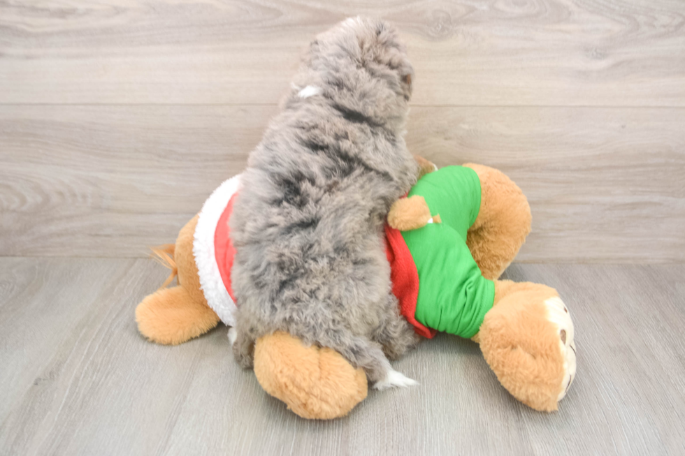 Petite Mini Bernedoodle Poodle Mix Pup