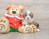 5 week old Mini Bernedoodle Puppy For Sale - Simply Southern Pups