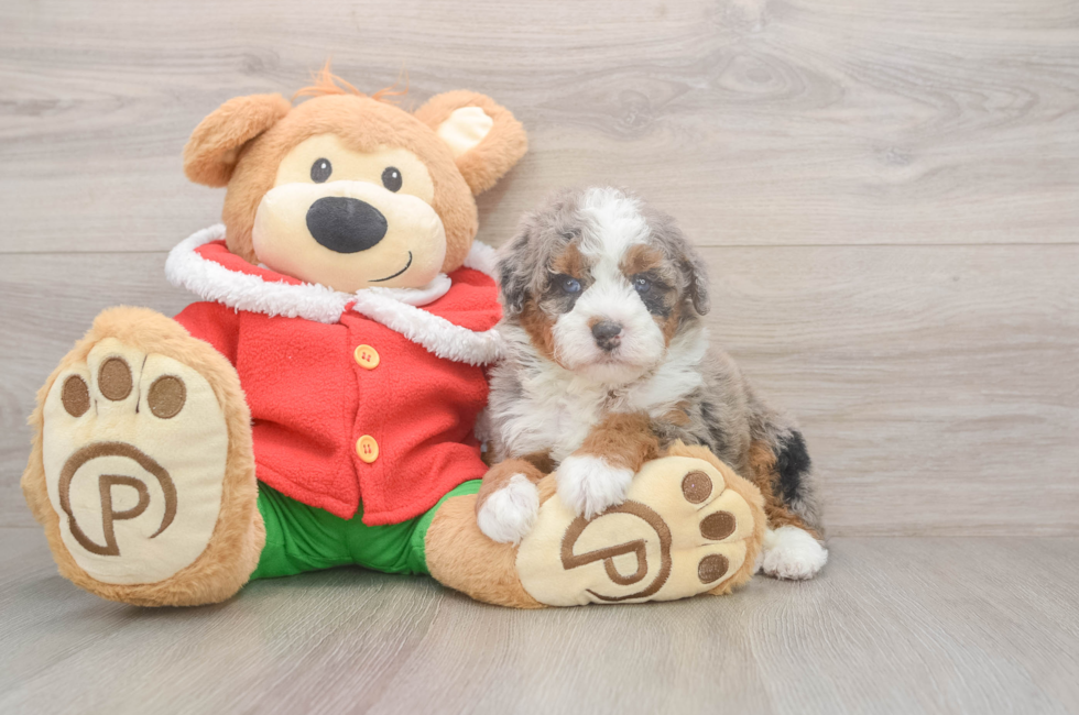 5 week old Mini Bernedoodle Puppy For Sale - Simply Southern Pups