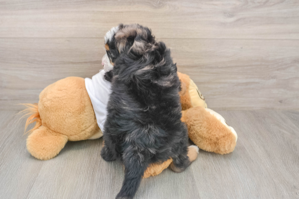 Best Mini Bernedoodle Baby