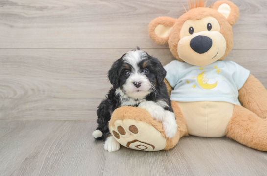 Smart Mini Bernedoodle Poodle Mix Pup