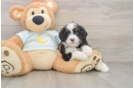 Mini Bernedoodle Pup Being Cute