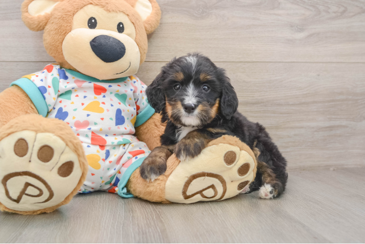 Mini Bernedoodle Puppy for Adoption