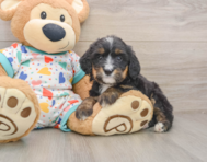 6 week old Mini Bernedoodle Puppy For Sale - Simply Southern Pups