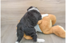 Fluffy Mini Bernedoodle Poodle Mix Pup