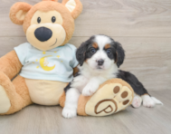 8 week old Mini Bernedoodle Puppy For Sale - Simply Southern Pups