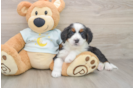 Energetic Bernese Doodle Poodle Mix Puppy