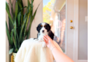 Cute Mini Bernedoodle Poodle Mix Pup