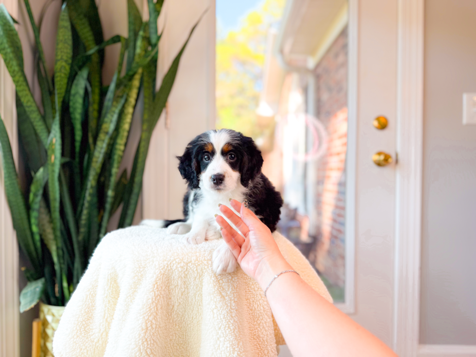 Cute Mini Bernedoodle Poodle Mix Pup