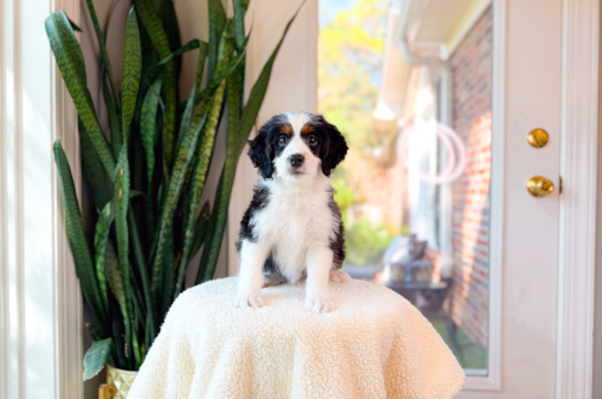 Cute Mini Bernedoodle Baby