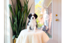 Cute Bernadoodle Poodle Mix Puppy