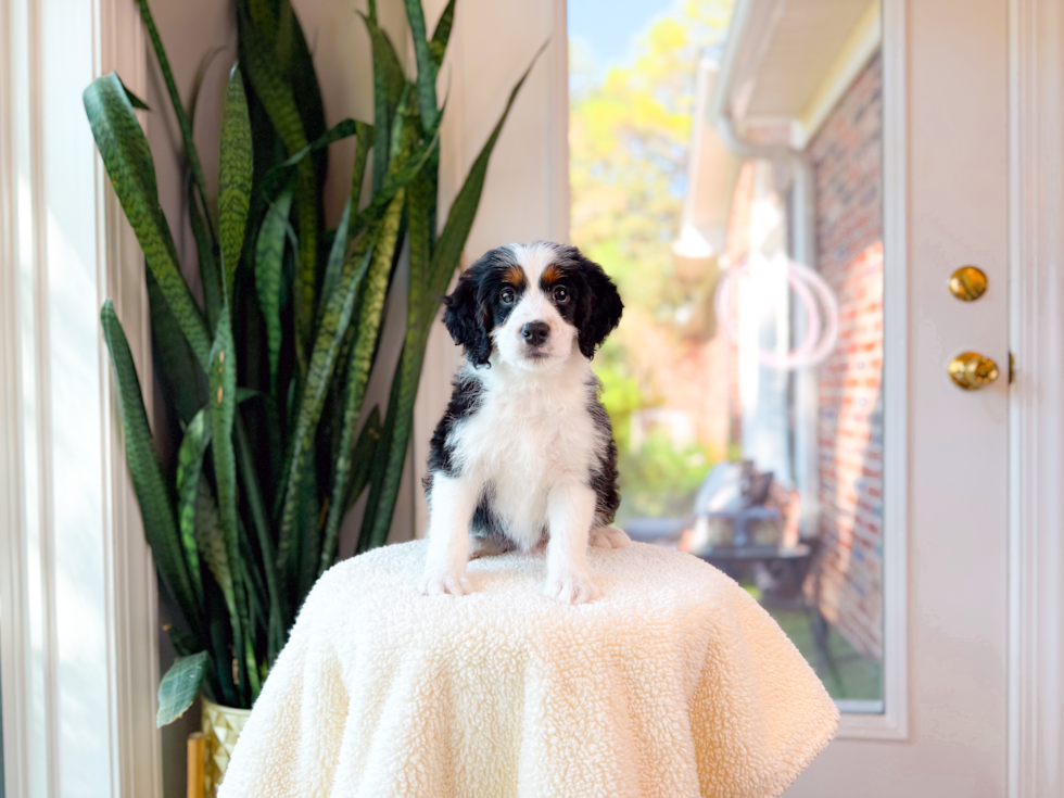Cute Bernadoodle Poodle Mix Puppy