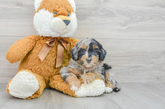 Mini Bernedoodle Pup Being Cute