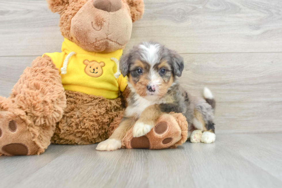 Friendly Mini Bernedoodle Baby