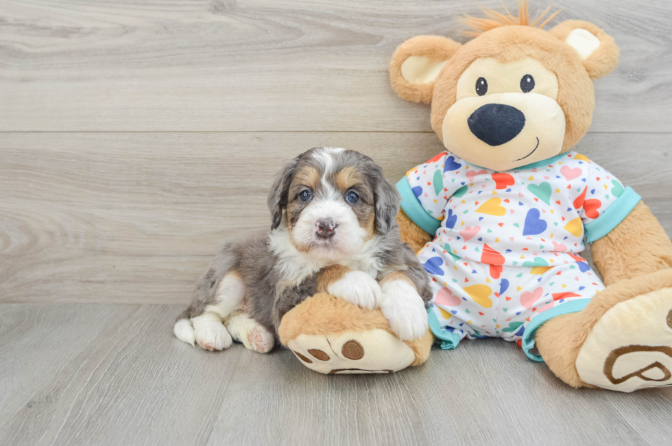 6 week old Mini Bernedoodle Puppy For Sale - Simply Southern Pups